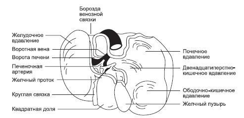 Болезни печени и желчного пузыря: лечение и очищение