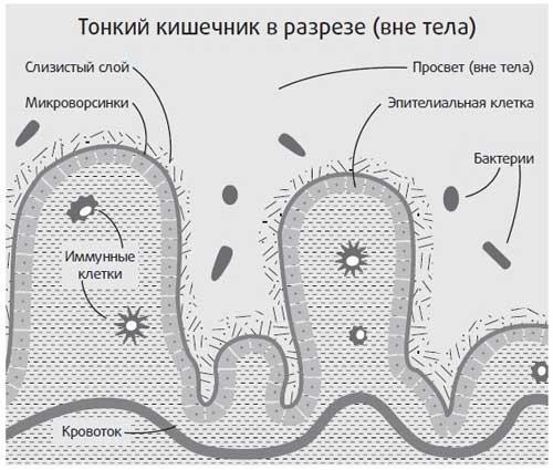 Здоровье начинается с правильной еды