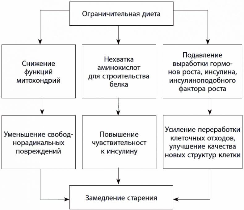 120 лет жизни – только начало. Как победить старение?