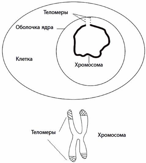 120 лет жизни – только начало. Как победить старение?