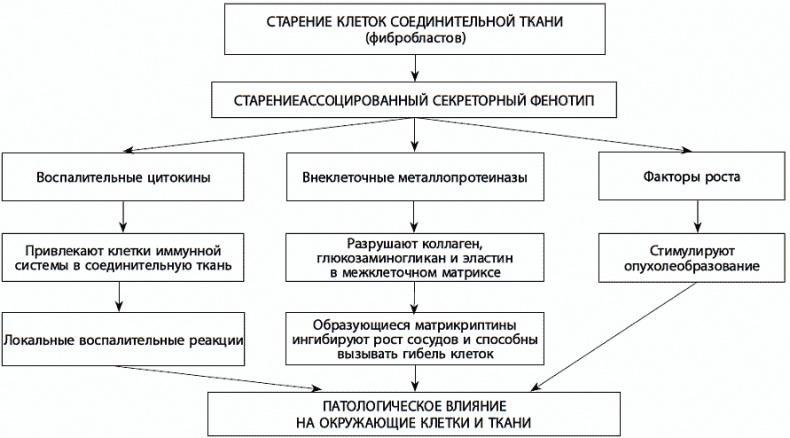 120 лет жизни – только начало. Как победить старение?