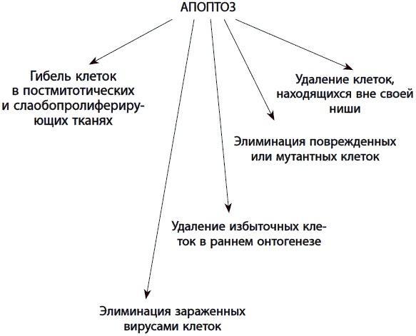 120 лет жизни – только начало. Как победить старение?