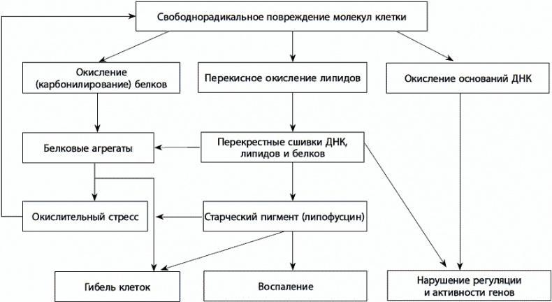 120 лет жизни – только начало. Как победить старение?