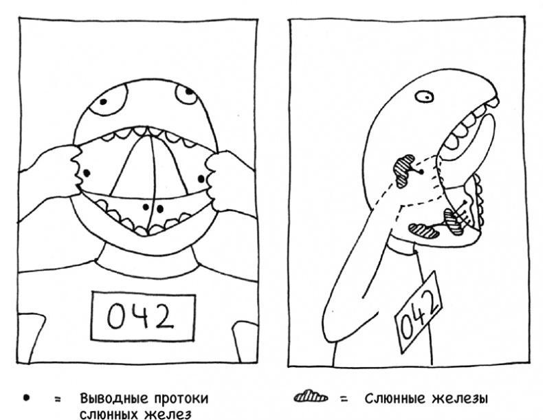 Очаровательный кишечник. Как самый могущественный орган управляет нами