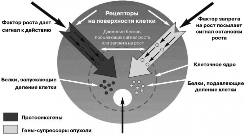 Антирак груди