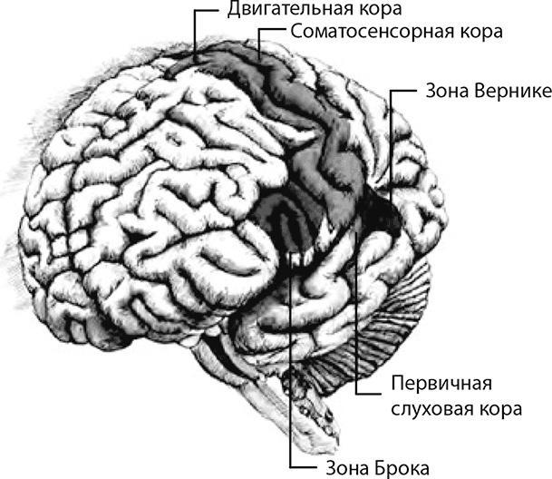 Внимательный мозг. Научный взгляд на медитацию