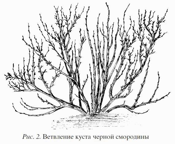 Смородина. Сажаем, выращиваем, заготавливаем