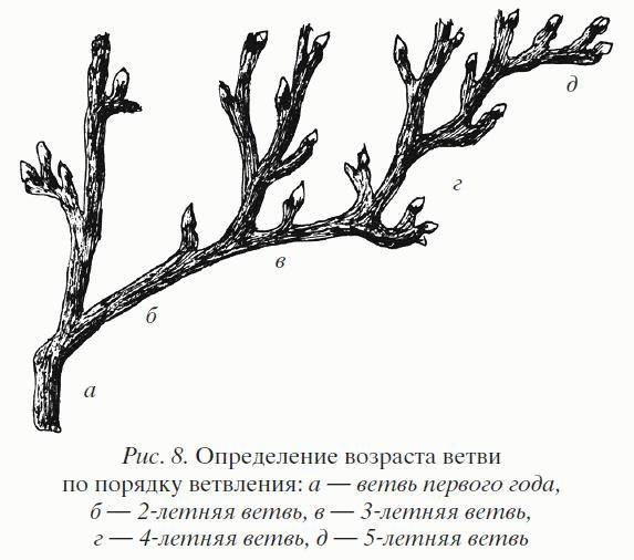 Смородина. Сажаем, выращиваем, заготавливаем