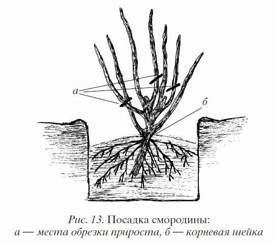 Смородина. Сажаем, выращиваем, заготавливаем