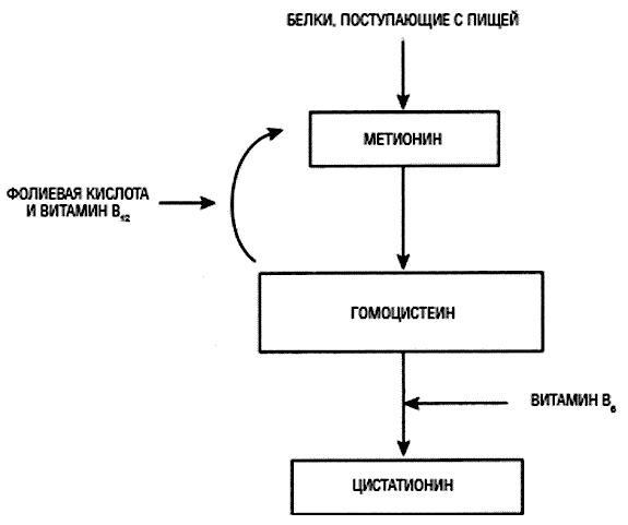 Химия здорового питания