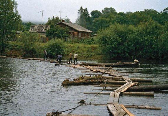 Полосатая кошка, пятнистая кошка