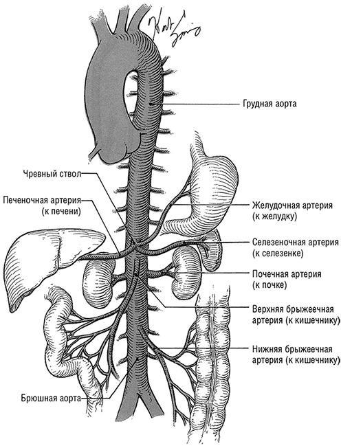 Здоровое сердце. Издание XXI века