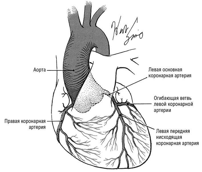 Здоровое сердце. Издание XXI века