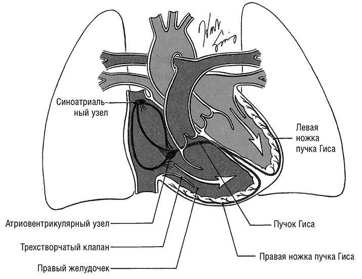 Здоровое сердце. Издание XXI века