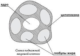 Питание и долголетие