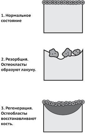 Питание и долголетие