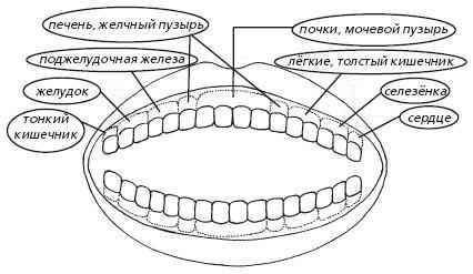 Защити свое тело. Оптимальные методы очищения, укрепления и оздоровления