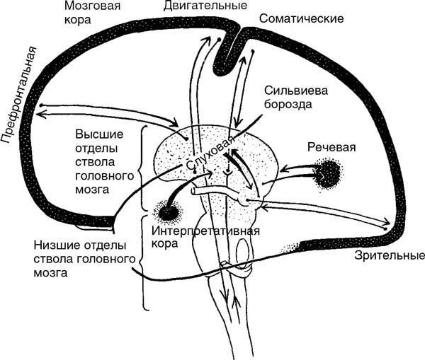 Мозг. Тайны разума