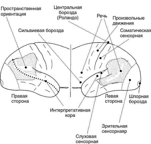 Мозг. Тайны разума