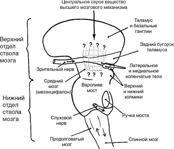 Мозг. Тайны разума